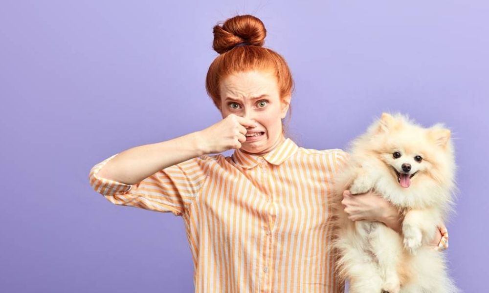 5 Ways to Get Rid of Dog Smell In Your House