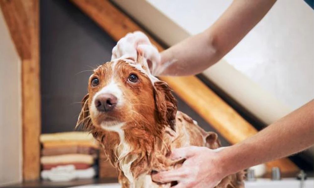 Can You Use Human Shampoo on Dogs? Here’s What to Know
